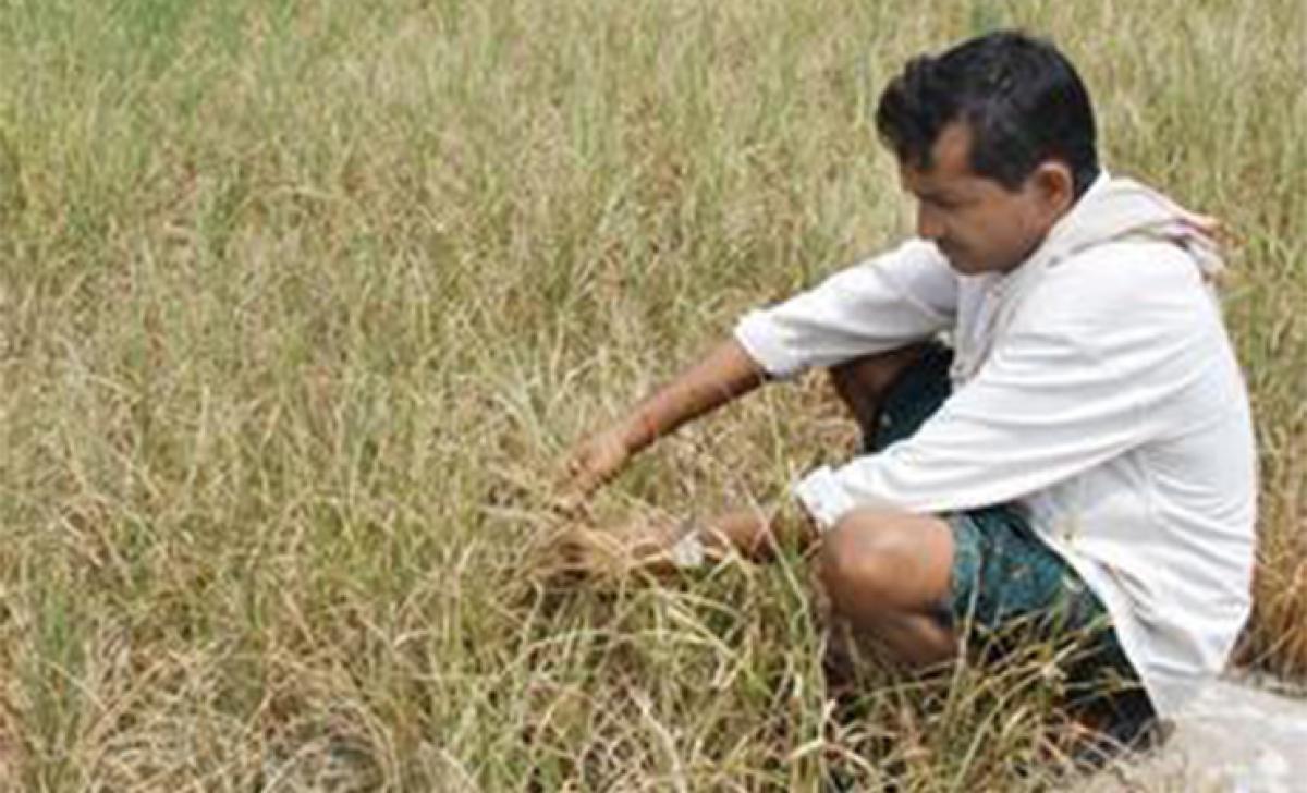 Paddy withering in Krishna delta